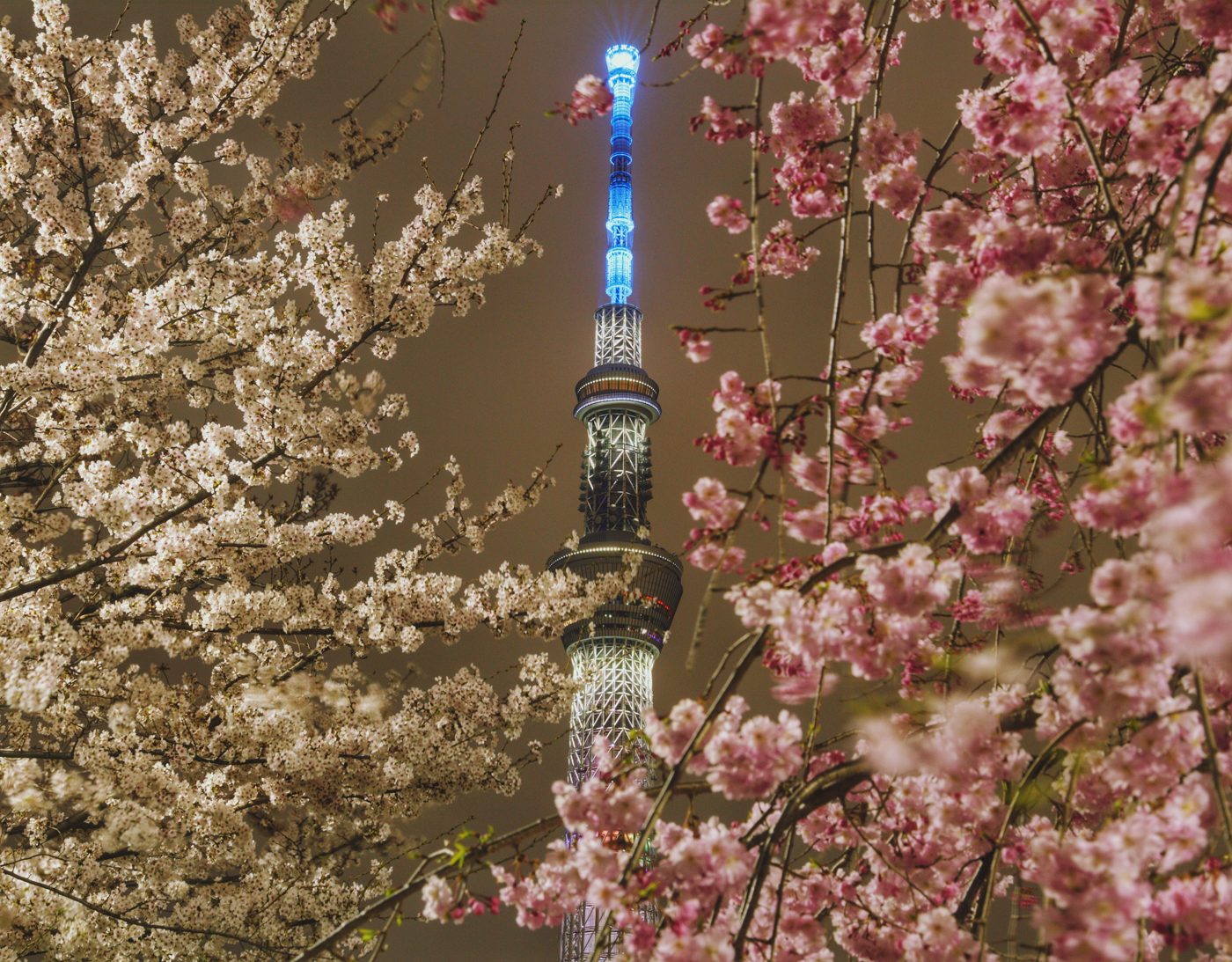 Tokyo — Cherry Blossoms