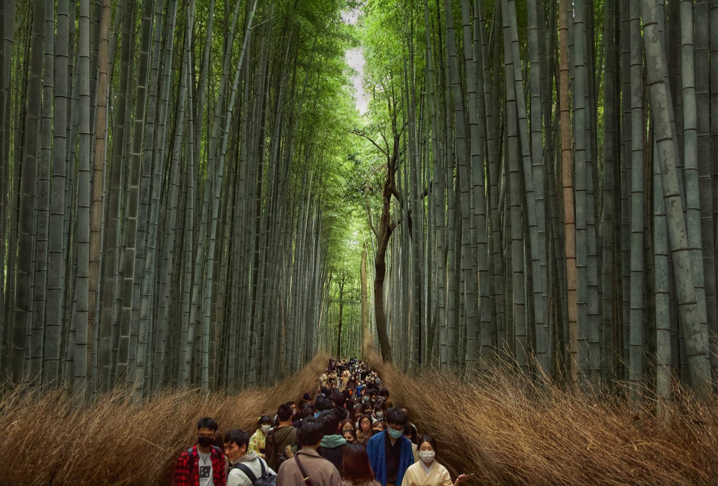 Arashiyama Bamboo